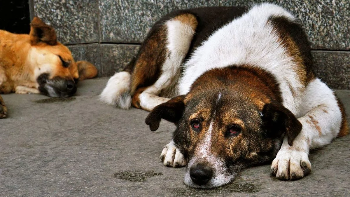 Melez Köpeklerde Karşılaşılan Temel Sorunlar